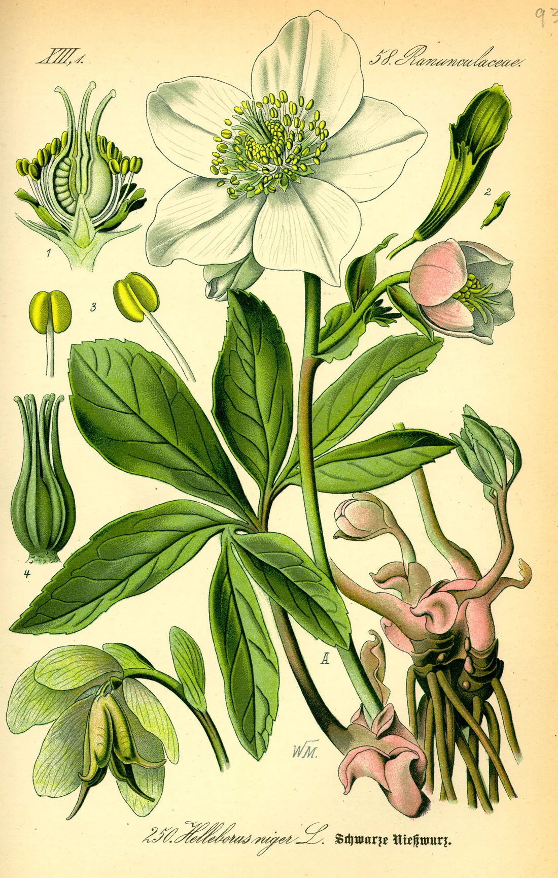 A Christmas rose plant in flower, with buds and leaves, drawn for a botany book