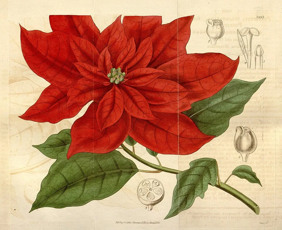 A hand-colored botanical plate of a poinsettia: a stem with large red bracts around a small center, green leaves, and small drawings of the parts of the flower.
